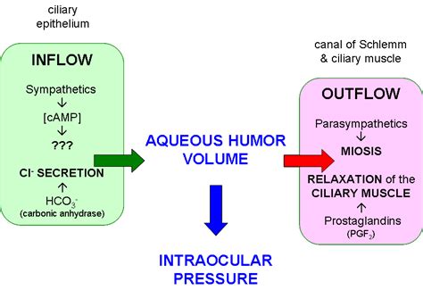 Aqueous Humor; Aqueous Flare; Intraocular Fluid