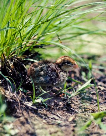 Conservation Managers Encourage Quail Habitat Development - The Rogue ...