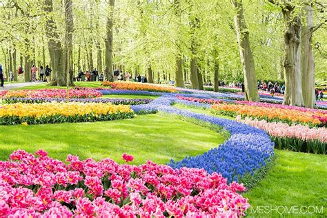 Amsterdam to Keukenhof Gardens: Complete Guide 2025