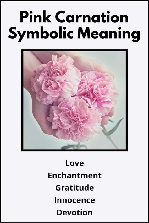 Pink Carnation Flower Meaning & Symbolism