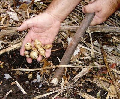 Nehawka Primitive Skills: Digging Stick