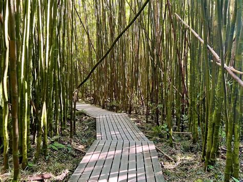 Hiking the Pipiwai Trail to Bamboo Forest and Waimoku Falls in Maui (2024) - Destination Checkoff