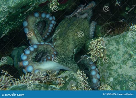 Diving and Underwater Photography, Octopus Under Water in Its Natural Habitat. Stock ...