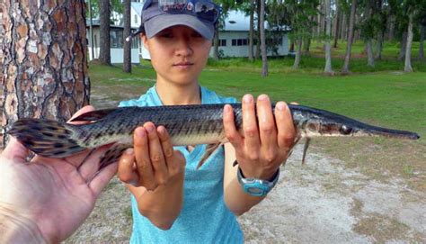 7 Popular Gar Fish Types: How to Catch Them + Fishing Tips