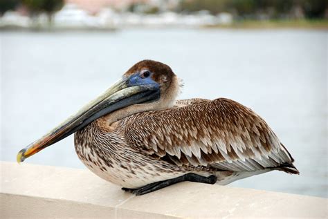 Free Images : sea, nature, ocean, bird, dock, wing, pelican, seabird, wildlife, fauna, three ...