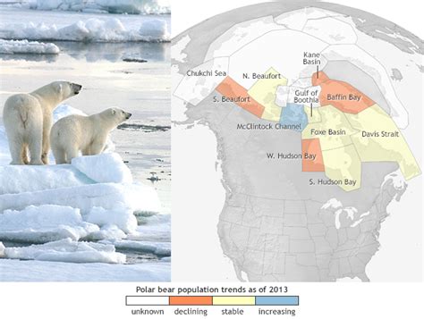 Polar bear fortunes vary across the Arctic | NOAA Climate.gov