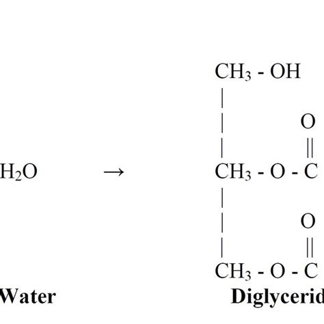 7: Hydrolysis of Triglycerides to from Diglycerides and FFA's ...