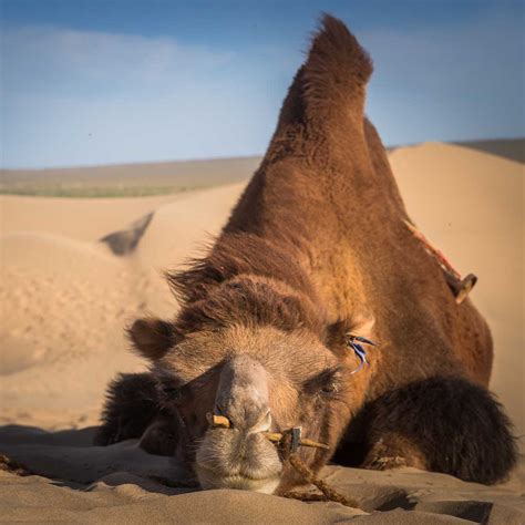 facts about Mongolian gobi desert