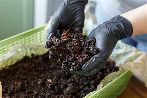 Cómo hacer vermicompost