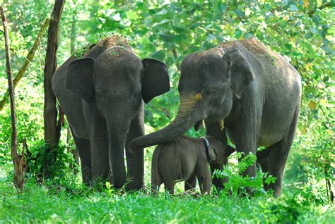 Sumatran Elephant in Leuser Ecosystem - LEUSER CONSERVATION FORUM