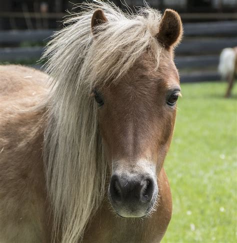 10 Fun Facts About Miniature Horses - Forever Horse Crazy