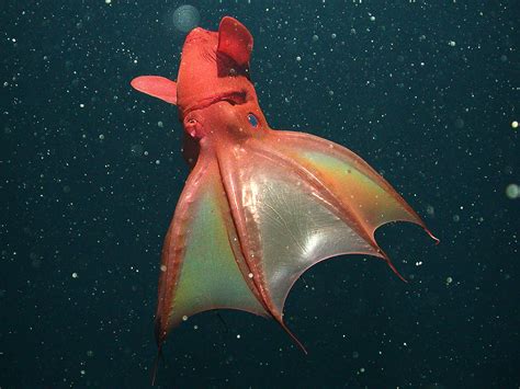 Pictures: Vampire Squid's Surprising Diet Revealed