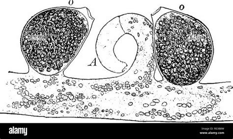 Plant asexual reproduction Black and White Stock Photos & Images - Alamy