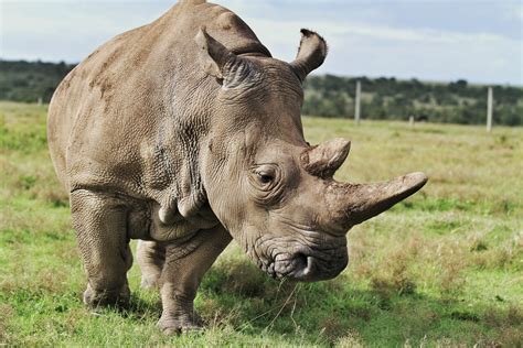 15 Fascinating Northern White Rhino Facts