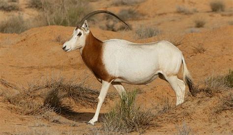 Scimitar-Horned Oryx | The Parody Wiki | FANDOM powered by Wikia