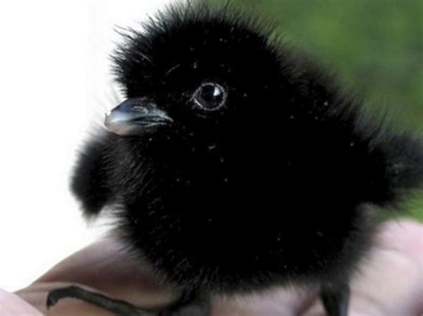 Baby crow - Teh Cute