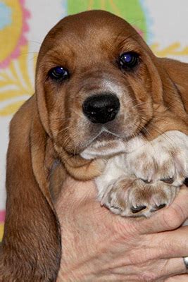 See the Basset Hound colors before you look at our puppies for adoption.