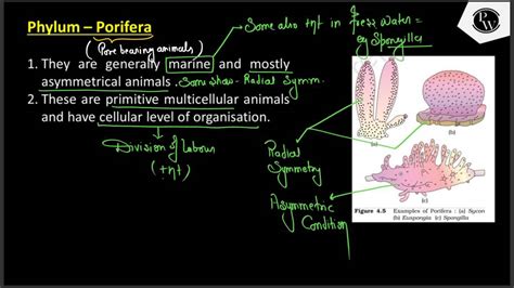 asymmetrical animals. Som show - Radial Symm. 2. These are primitive mult..