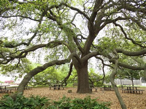 Remarkable Trees of Texas: THE MOST BEAUTIFUL TREE IN DOWNTOWN HOUSTON