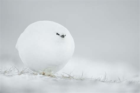 15 Hilarious Winning Photos Of Comedy Wildlife Photography Awards 2023