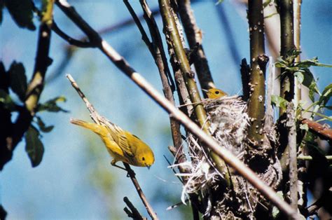 Free picture: yellow, warbler, chick, nest