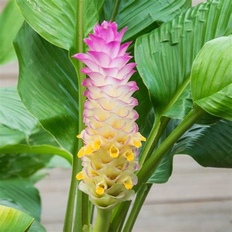 Ginger Officinale (Culinary) | Ginger flower, Ginger plant, Easy to grow bulbs