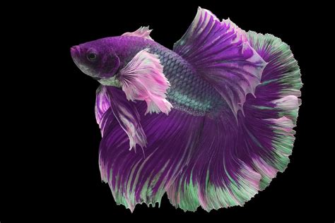 The Purple Betta: A Unique Fish for a Unique Aquarium