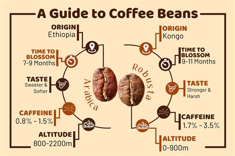 Coffee Beans | A Guide | Hetal's Homemade