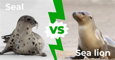 Seals Vs Sea Lions Differences - Dita Myrtle