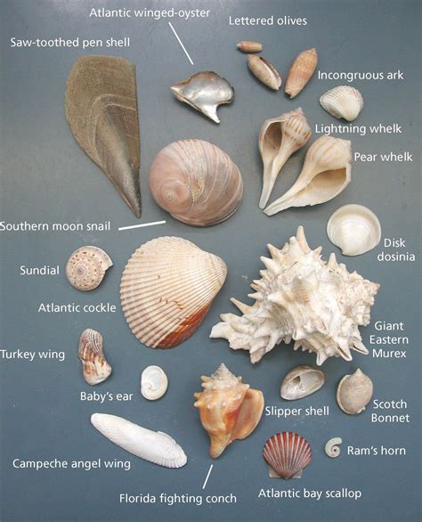 Sea shells, Shells, Seashell crafts