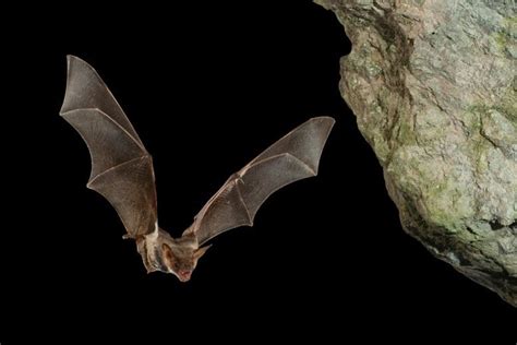 Bat Warning: Evidence of Cross-Species Virus Transmission From Bats to Humans