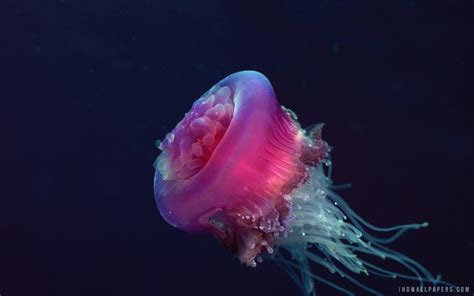 Crown Jellyfish wallpaper | animals and birds | Wallpaper Better