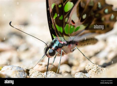 Close up Tailed Jay butterfly with have green spots on wings Stock ...