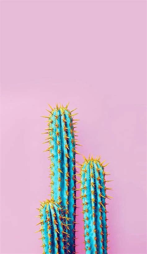 Pastel Cactus Wallpaper Hd - bmp-puke