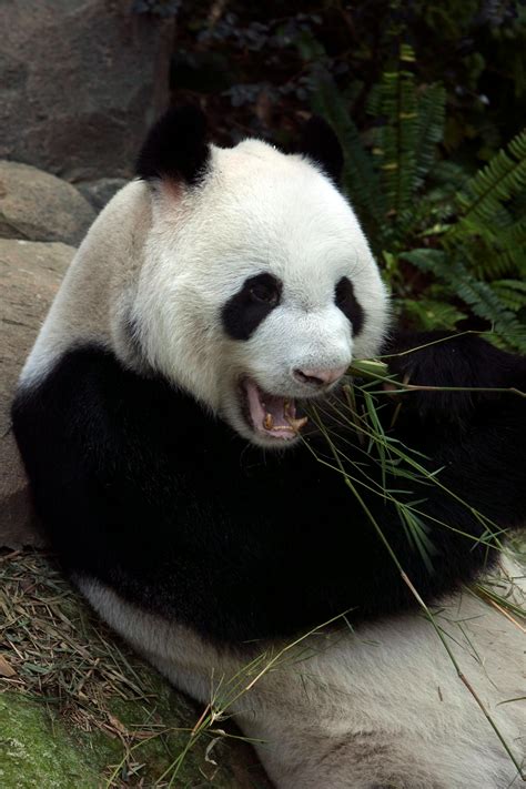 Panda Eating Green Leaves · Free Stock Photo