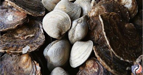 Oysters Vs. Clams (Nutrition) - seafoodglobe.com