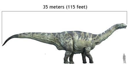 Argentinosaurus Pictures & Facts - The Dinosaur Database