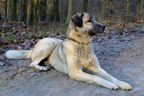 Kangal