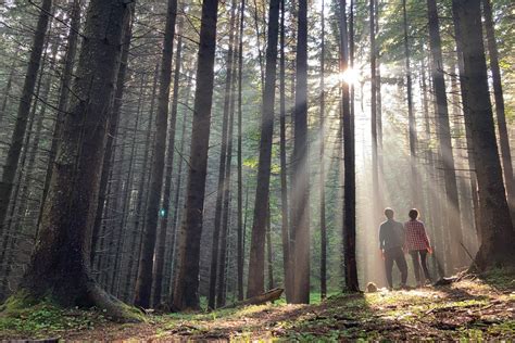 Forest Bathing: What It Is and Benefits