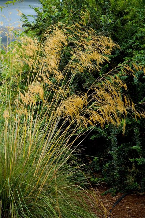 Stipa gigantea – Secret Garden Growers