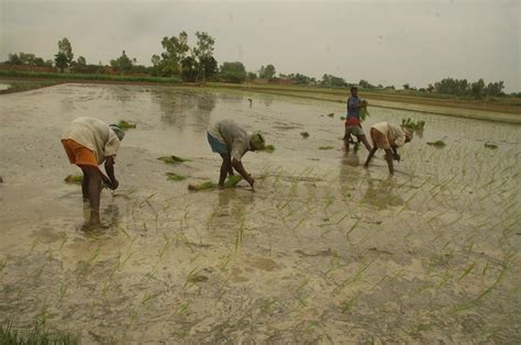 Climate change to affect rice productivity, finds a new study