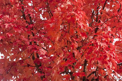 Free Stock Photo 5172 Red Autumn Leaf Background | freeimageslive