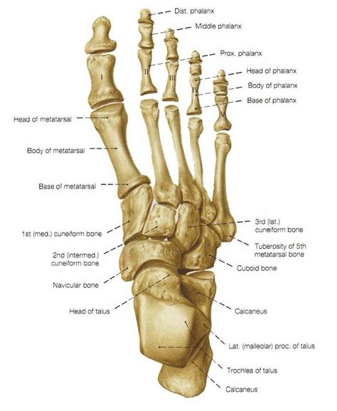 Foot bones | Foot anatomy, Anatomy bones, Human anatomy and physiology