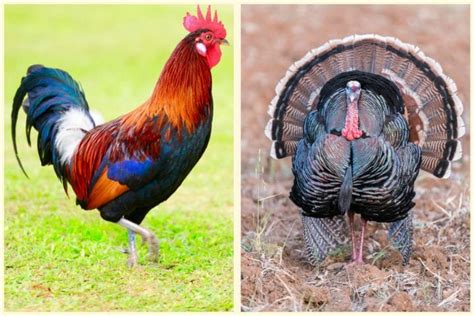 Rooster vs. Turkey [What Sets These Birds Apart?] - Birdwatching Buzz