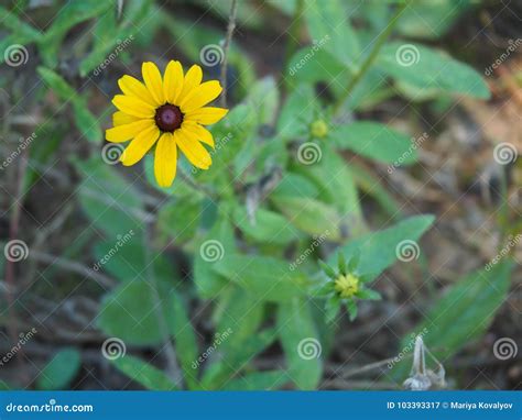 Beautiful Meadow Full of Flowers and Tall Grass Stock Image - Image of susans, bouqet: 103393317