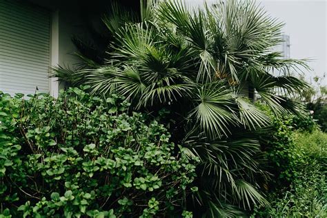 municipal greenery, flora, green, leaf, leaves, spring, Italy, greenery ...