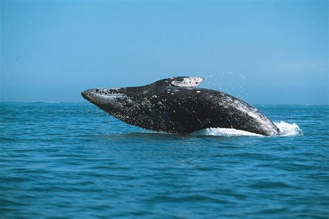 The Endangered Organisms of the Sea: Endangered Species of the Pacific Ocean