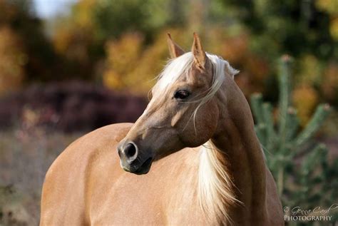 Palomino Quarter Horse Photo by GennaCardPhotography on Etsy Card ...