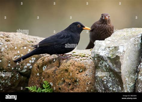 Turdus merula, male and female blackbirds UK Stock Photo - Alamy