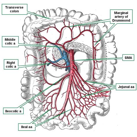 Superior Mesenteric Artery Ct Scan